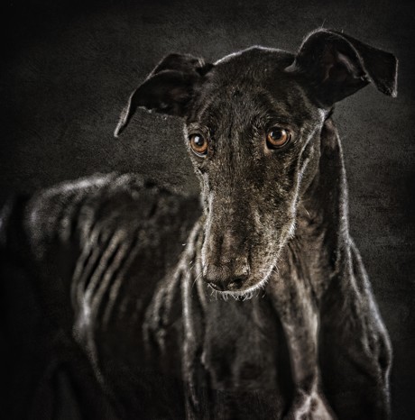 galgos5